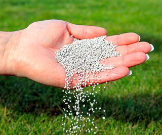 fertilizing a lawn by hand with granular feed