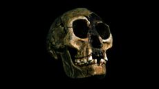 The remains of an individual Homo floresiensis were discovered in 2003 in the Liang Bua cave on the island of Flores.