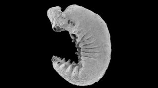  A scan of the Youti yuanshi larva fossil.