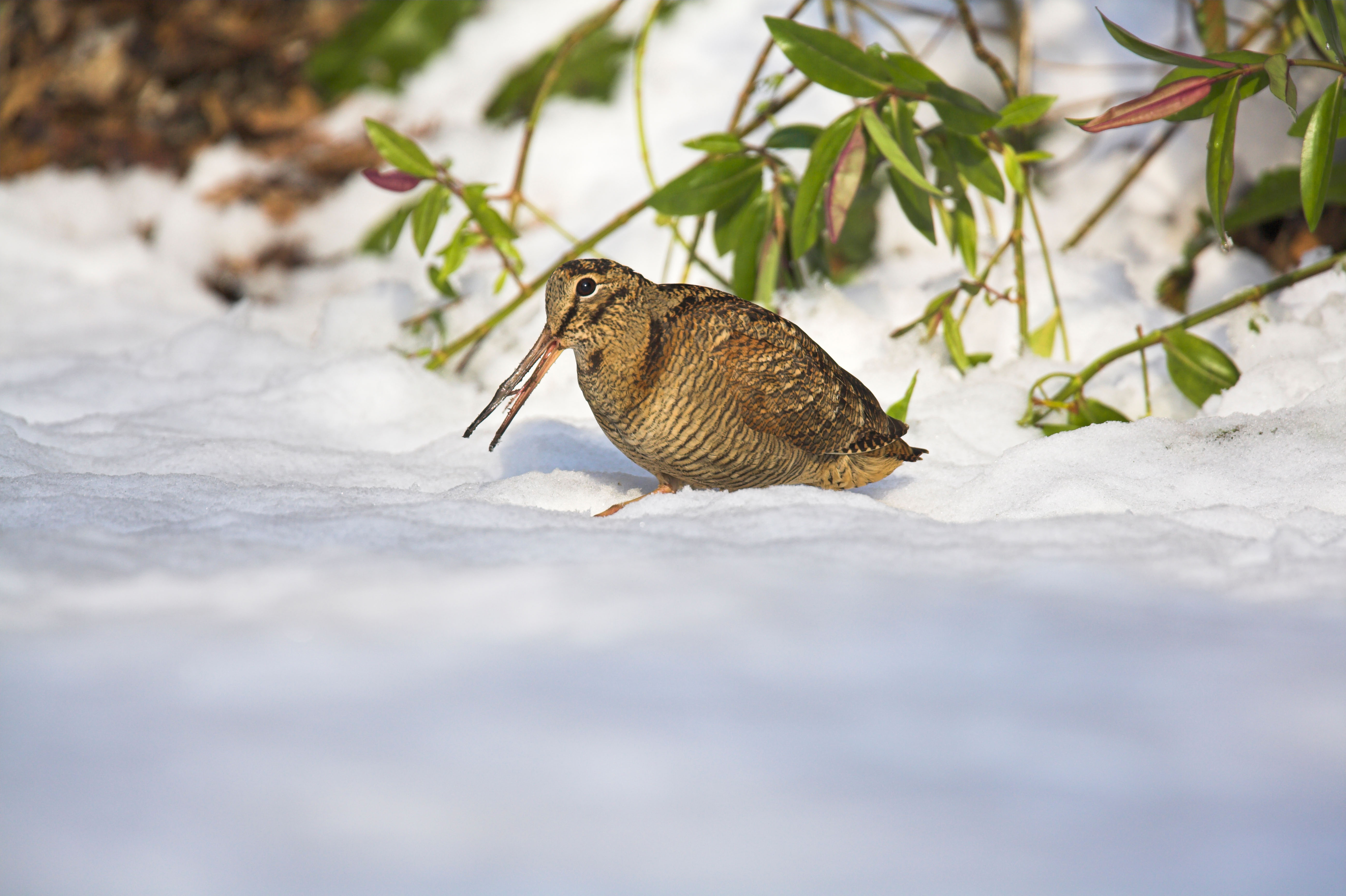A woodcock standing in some snow in Somerset