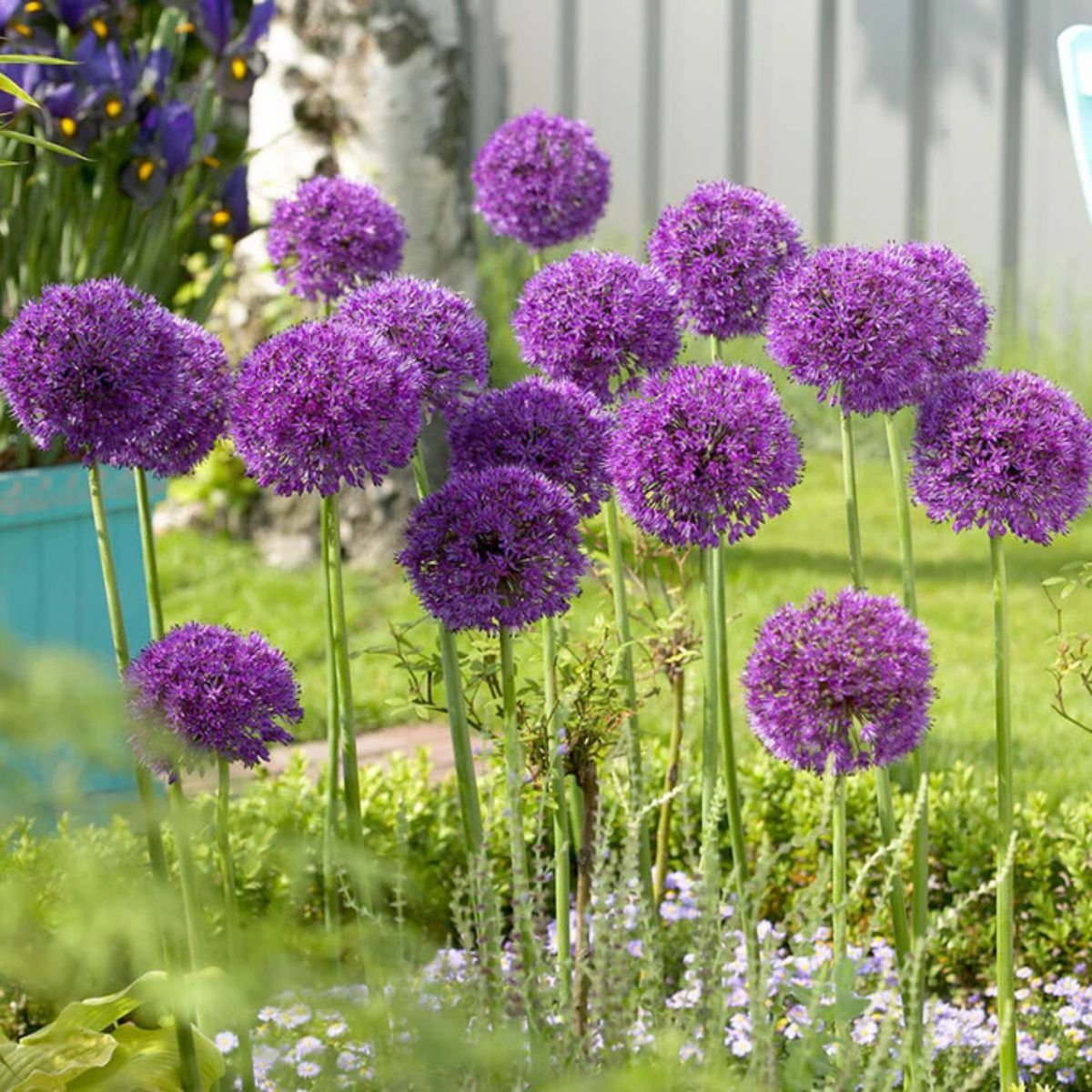 allium plants