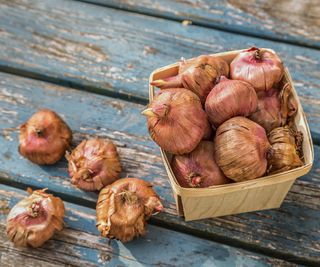 how to overwinter tender bulbs, gladiolus bulbs