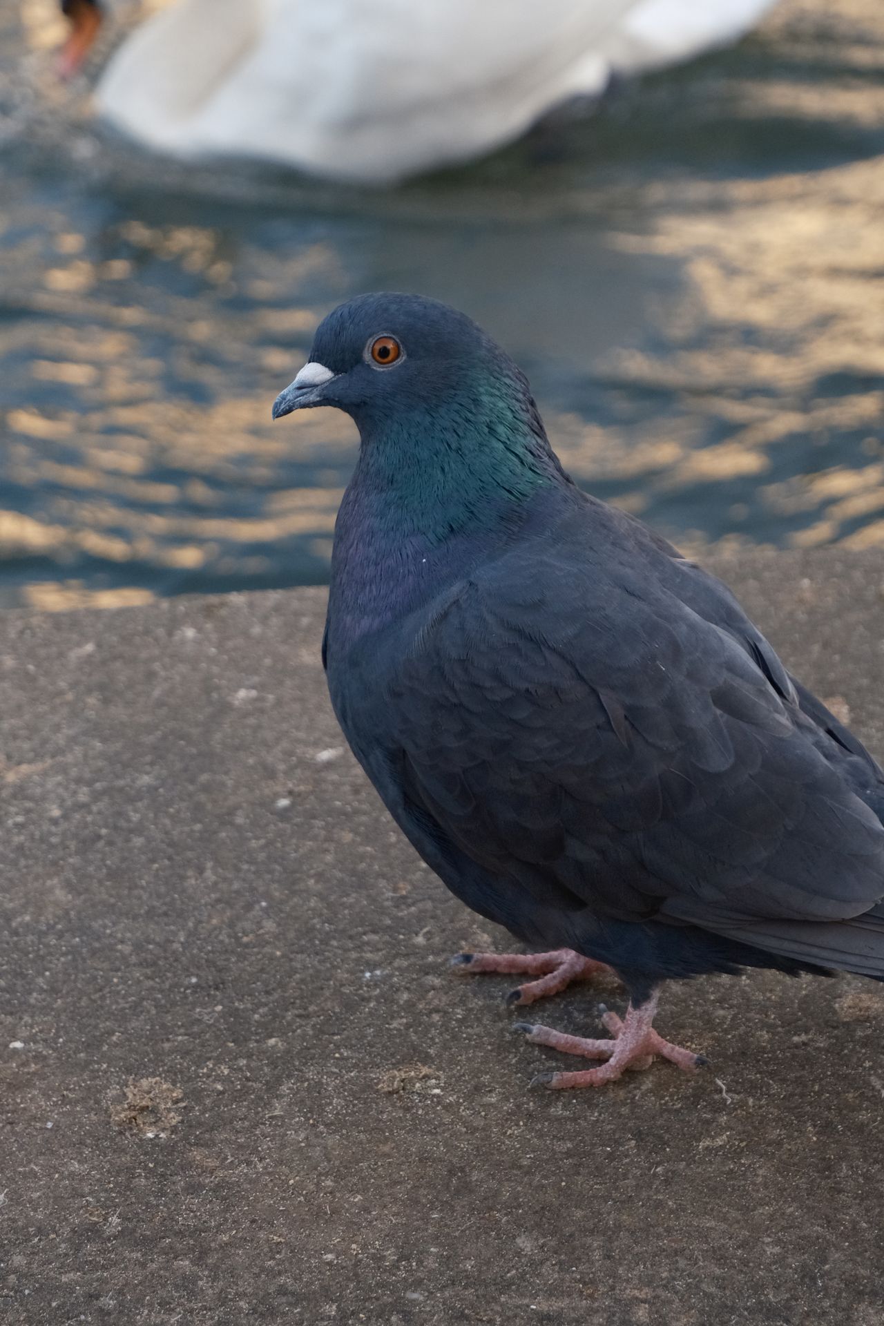 A photo of a pigeon taken on a Fujifilm X-M5 camera