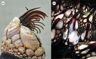 Here, the stalked barnacle (P. polymerus) with its penis relaxed (arrow, a) and feeding legs, and the barnacle broadcasting sperm at low tide (b).
