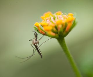 Mosquito on a yellow flower