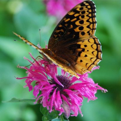 Beautiful Butterfly Pearched On Pink Flower