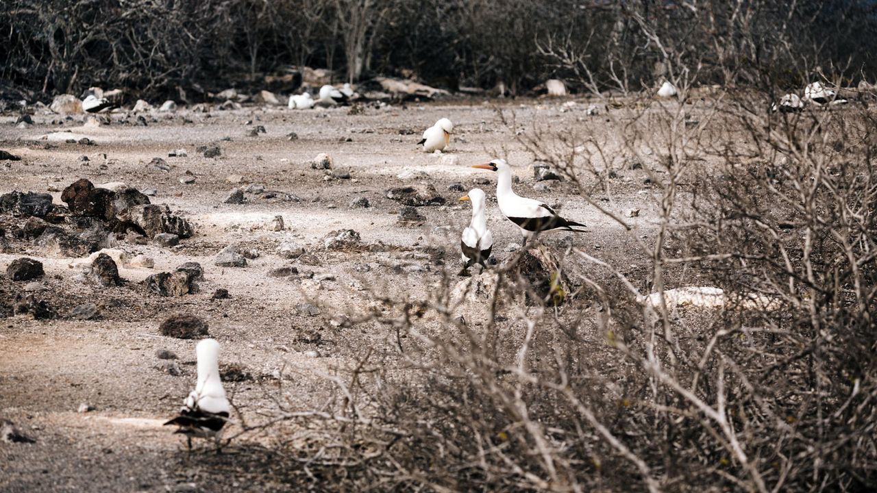 Galapagos Islands cruise on Santa Cruz II