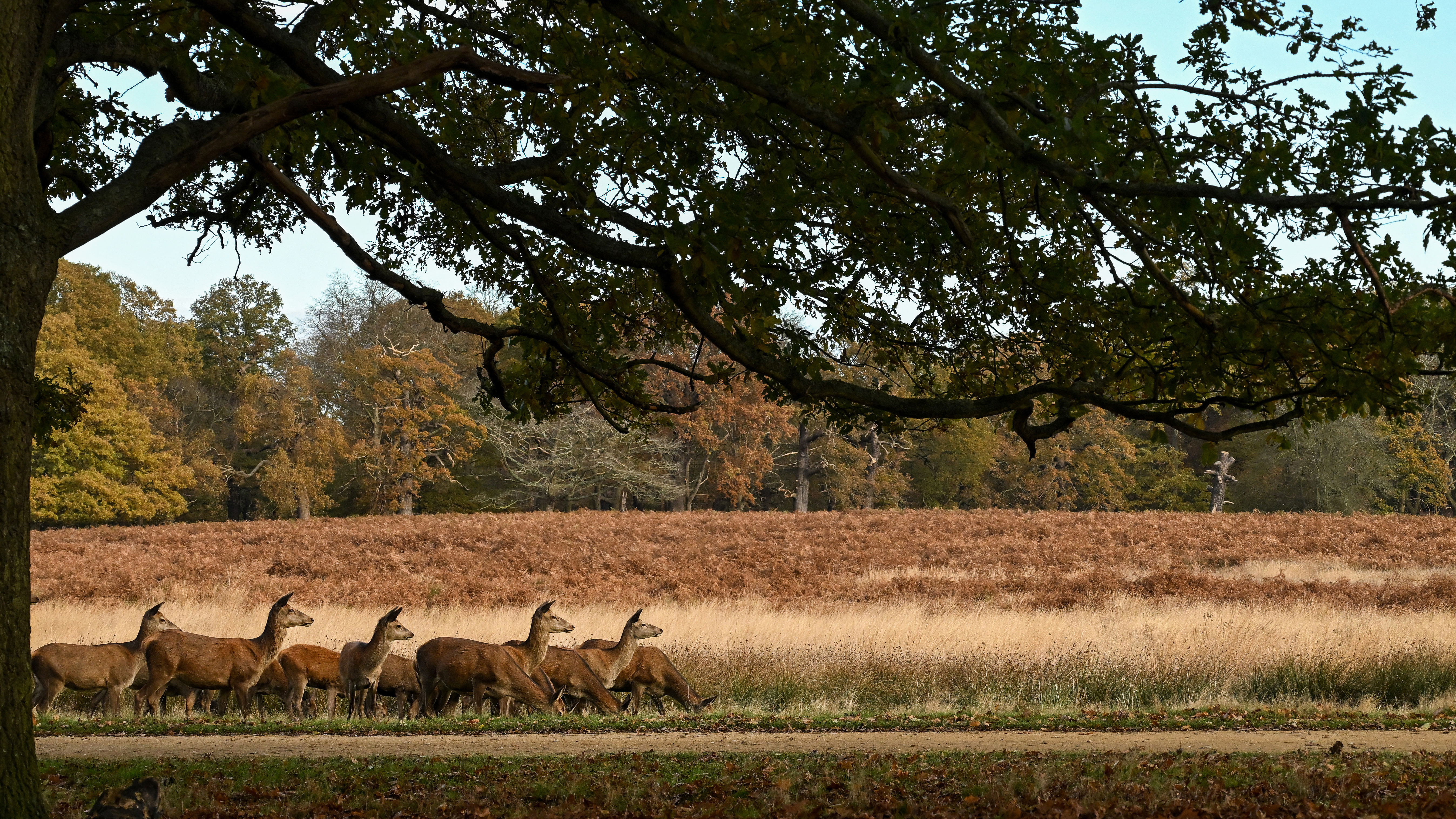 Richmond Park, England