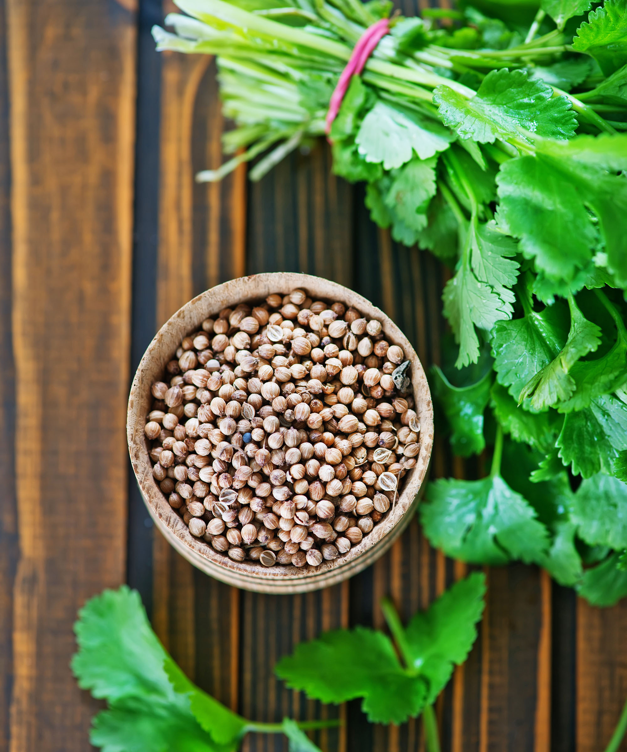 Cilantro bundle and bowl of coriander seeds on a table