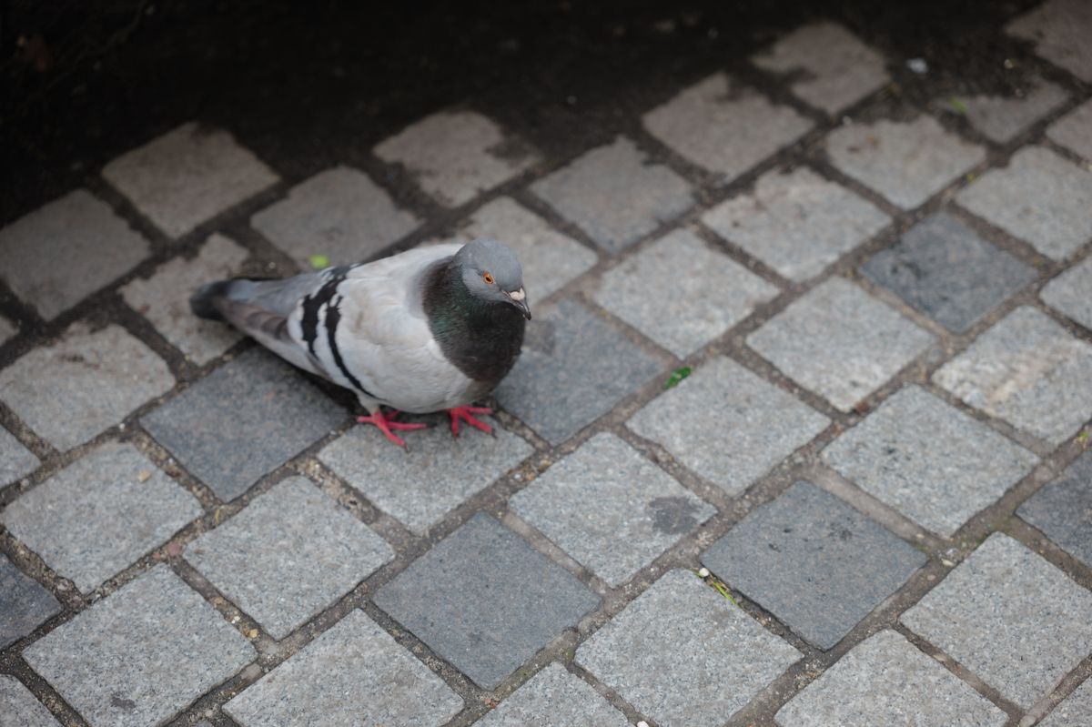 A sample image shot with the Leica Vario-Elmarit-SL 28-70mm f/2.8
