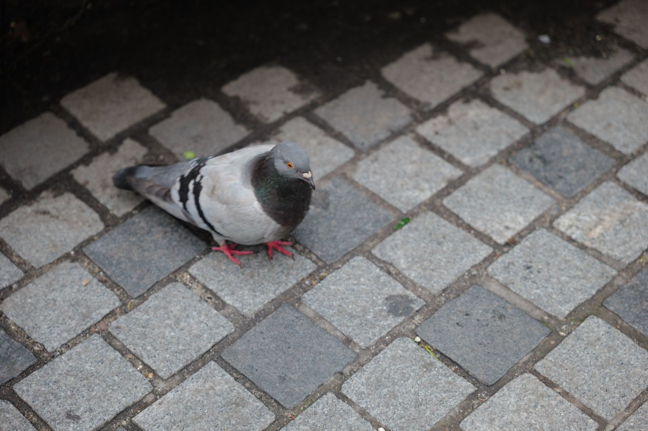 A sample image shot with the Leica Vario-Elmarit-SL 28-70mm f/2.8
