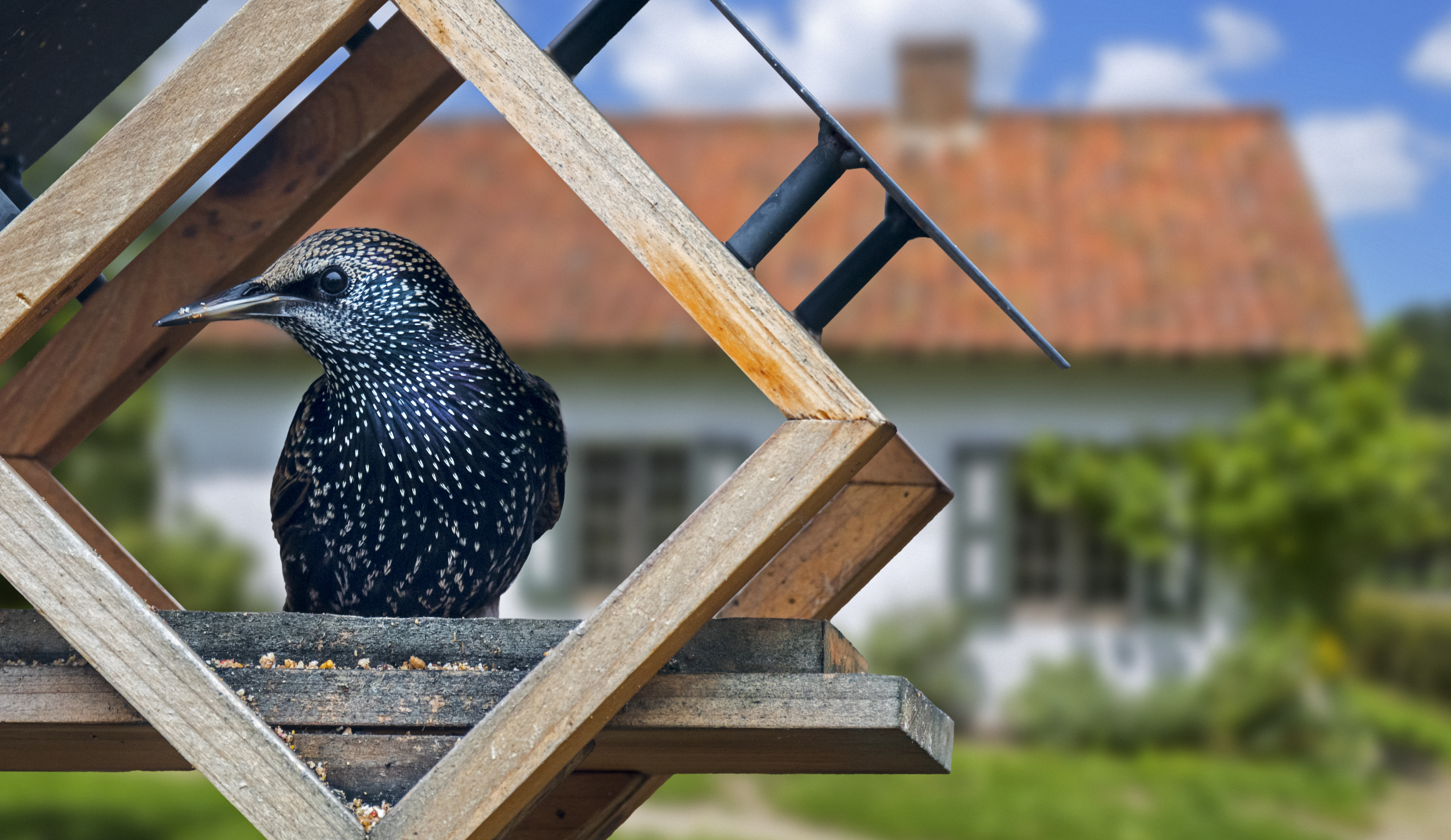 Starling