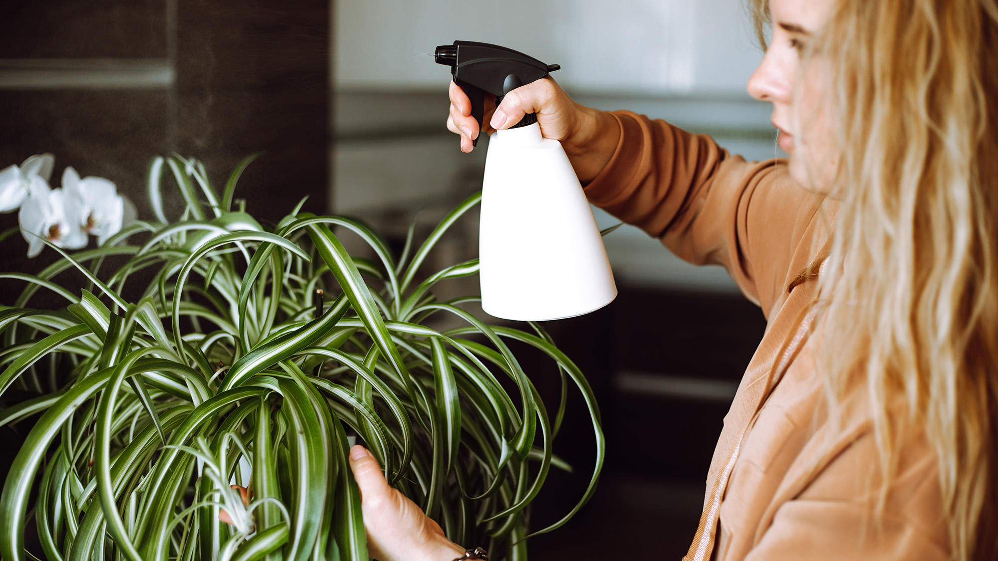 Woman spraying spider plant