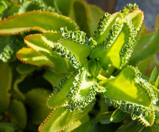 Close up of a mother of thousands kalanchoe plant