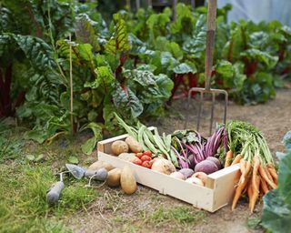 Vegetable crate next to garden fork