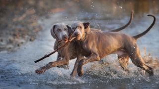 Two Weimaraners playing with stick in water