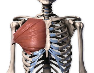 The pectoralis major is made of three distinct portions