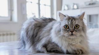 Fluff grey cat laying on a counter top