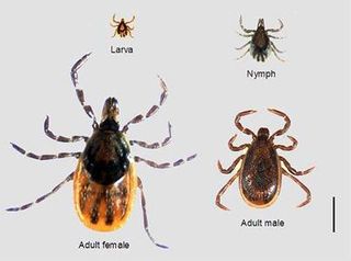 Life Cycle of a Tick