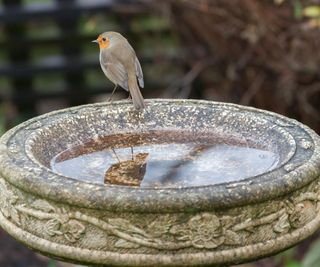 British robin perched on edge of well kept bird bath