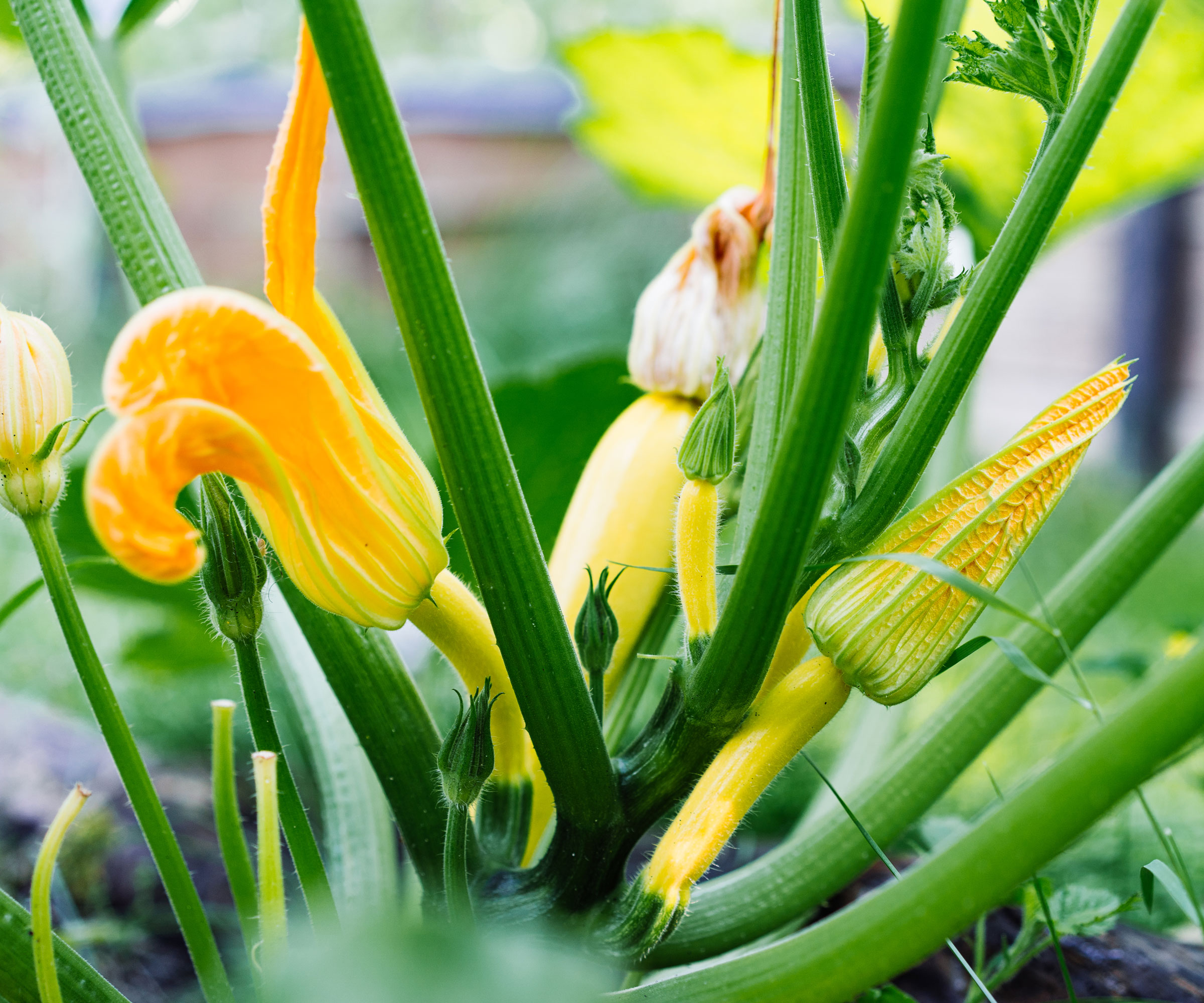 yellow flower on zucchini plant