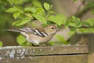 Chaffinch