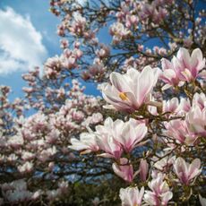 A magnolia tree blooming against a blue sky