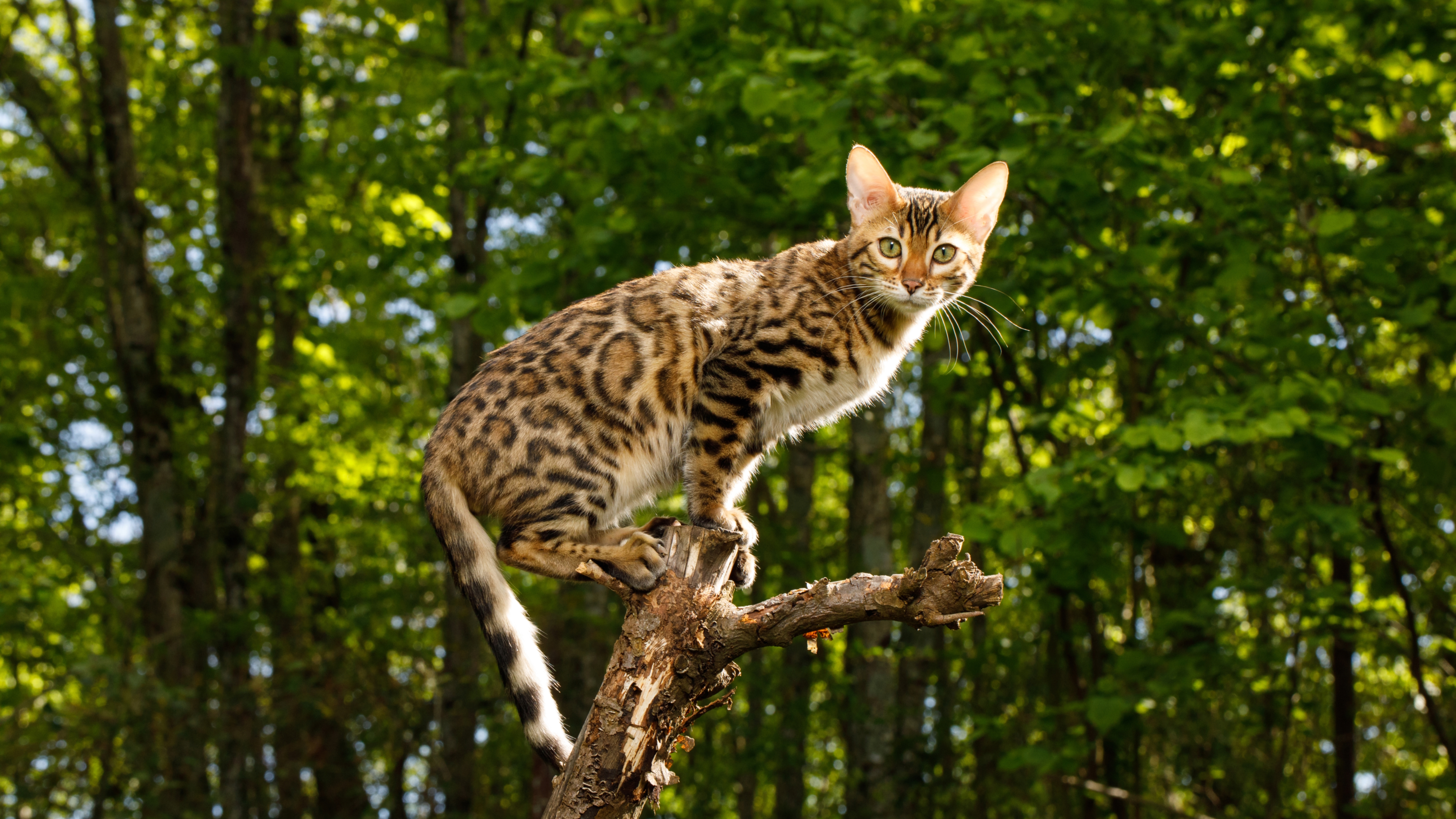 Bengal cat