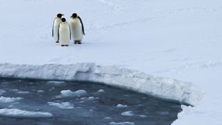 A trio of emperor penguins standing on the ice. These iconic birds need reliable sea ice for breeding and raising their chicks.