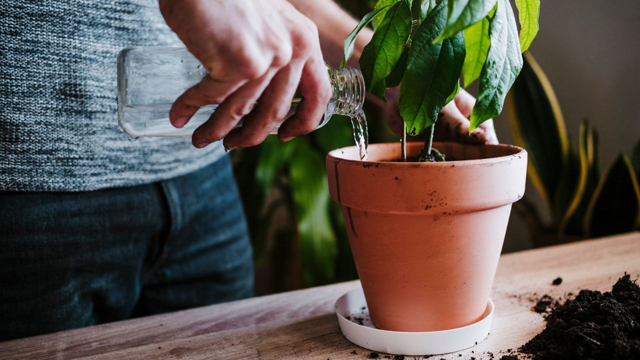 Watering plants with pasta water