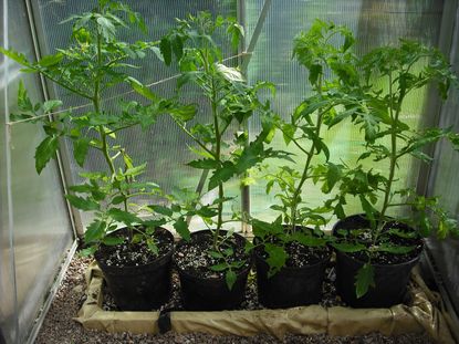 Potted Tomato Plants Growing In A Ring Culture