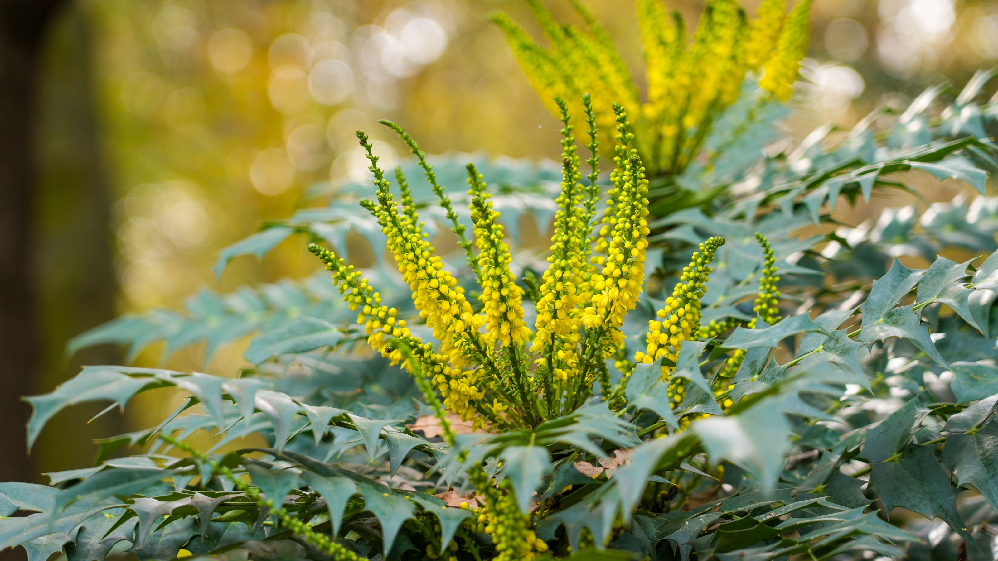 Yellow flowering Mahonia x media shrub