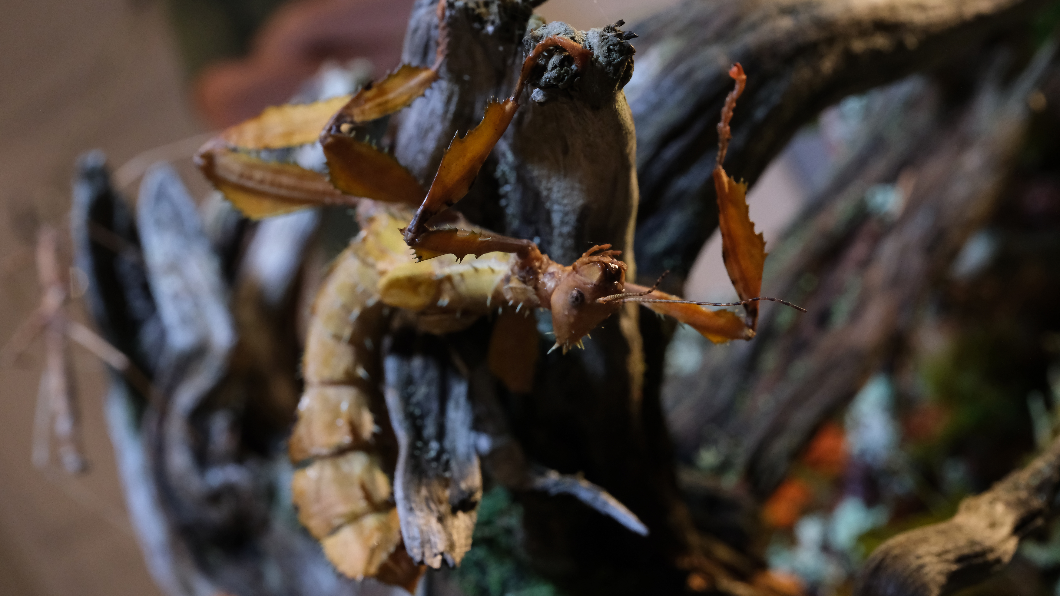 A stick insect crawling on a leaf