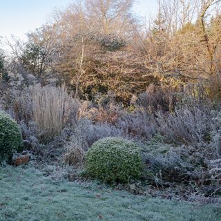 Flower beds and plants covered in frost