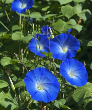 blue Morning Glory flowers in bloom