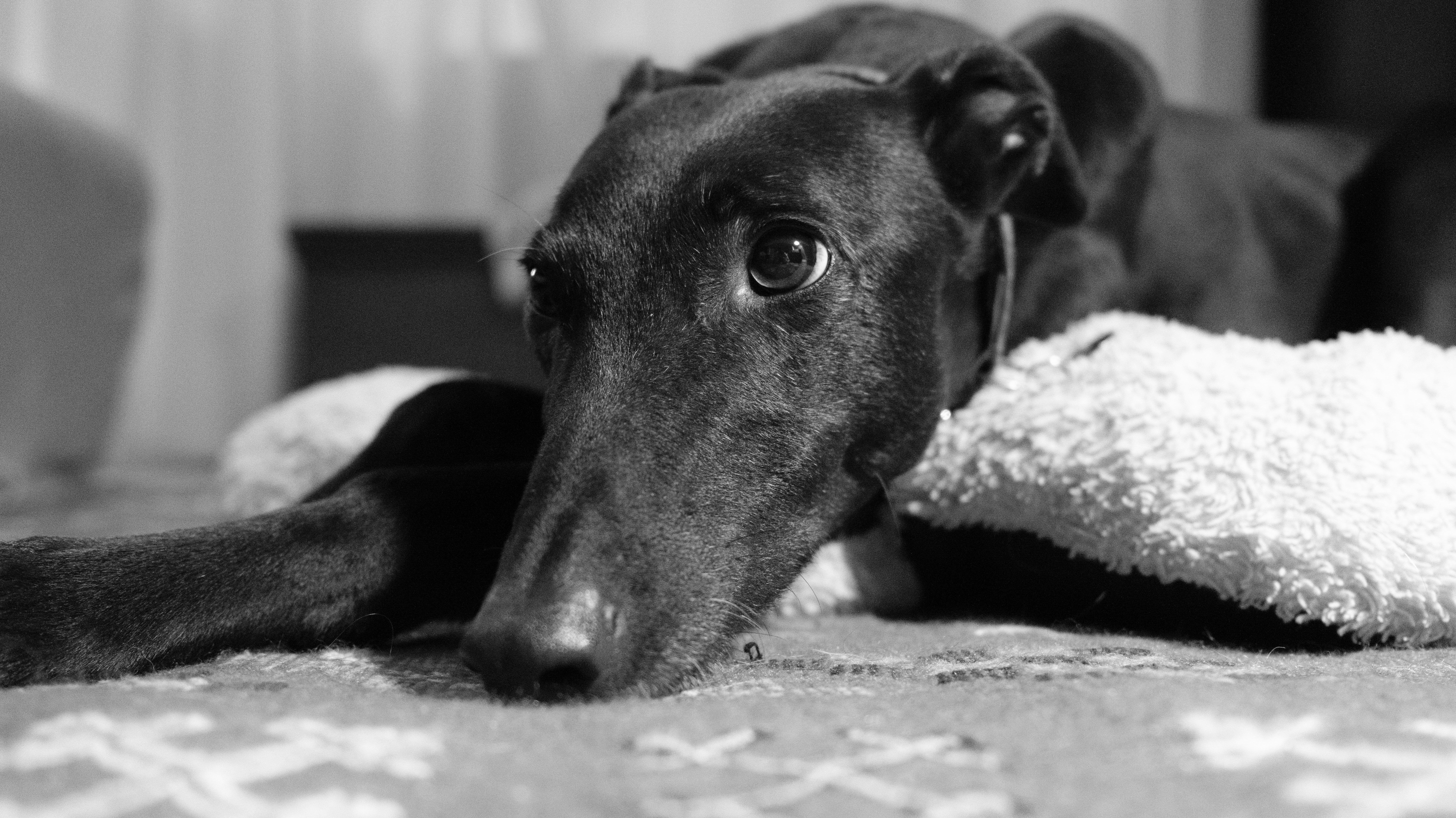 A black and white photo of a greyhound with her head resting on the floor.