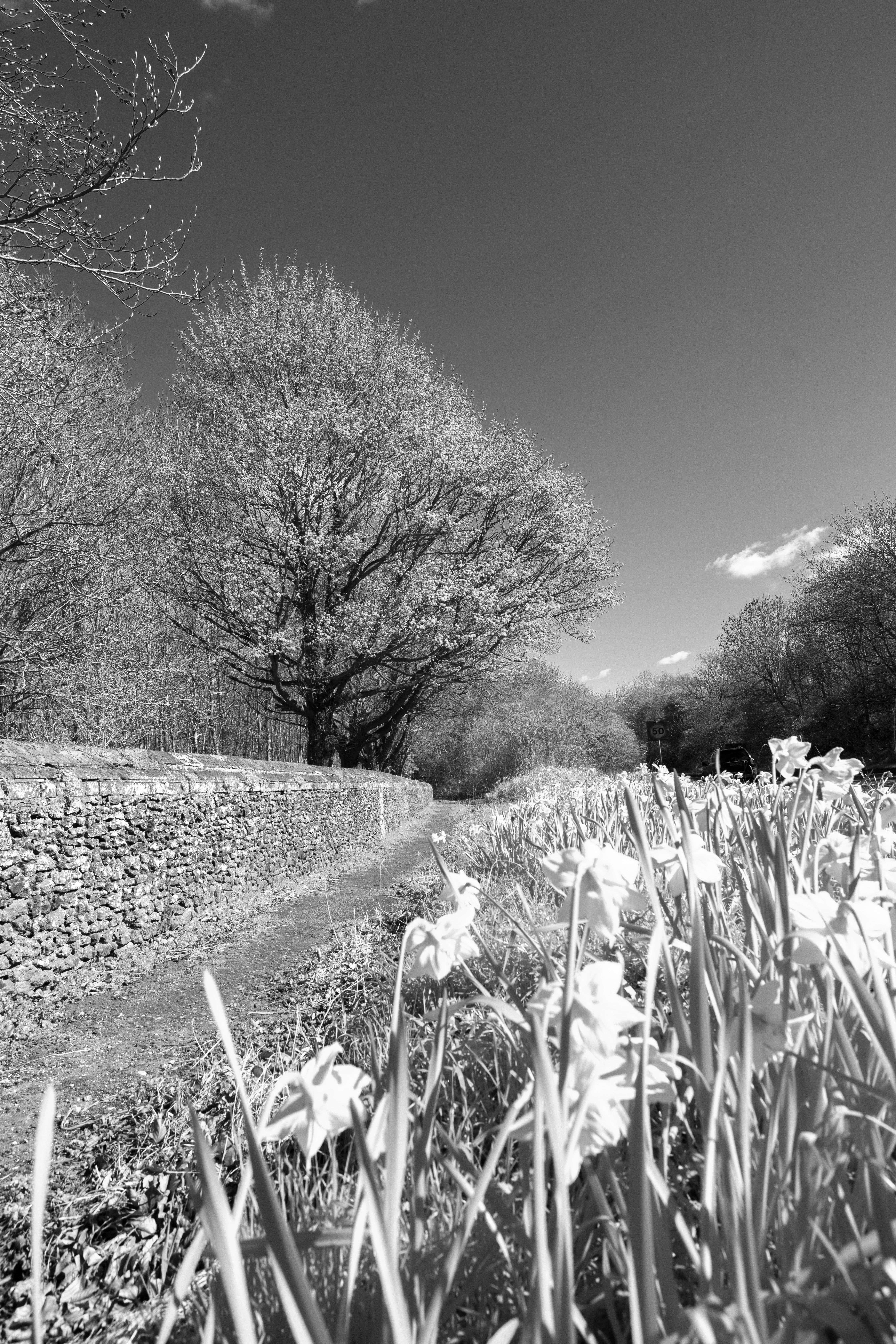 Hoya R72 Infrared Test Shot