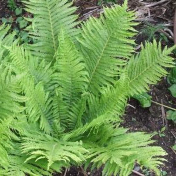 Ostrich Fern - Quart Container