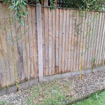 Bamboo growing in garden border from neighbour's garden next to fence