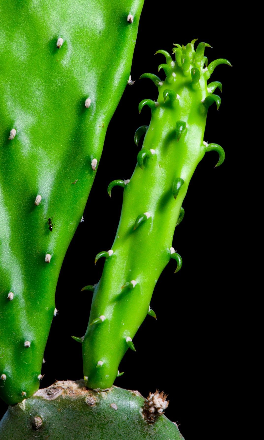 Cactus Pups On Cacti