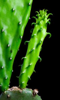 Cactus Pups On Cacti