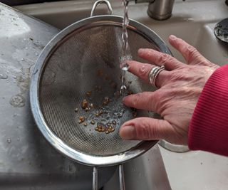 Washing pulp off tomato seeds in a sieve under a running tap