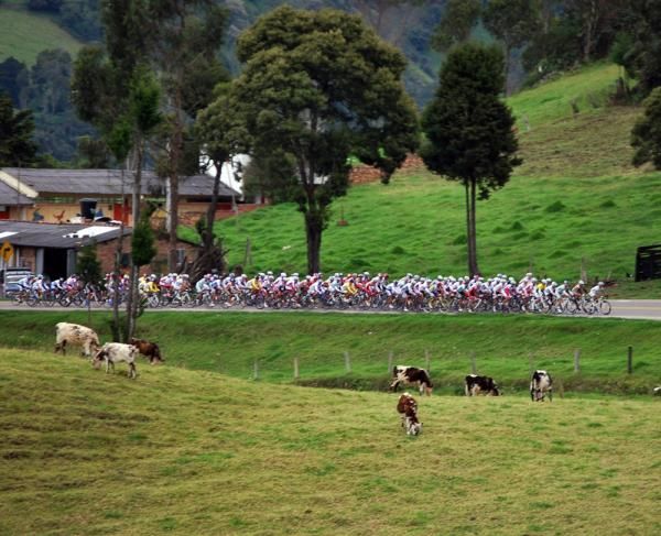 The bunch passes through farmland on stage seven of the Vuelta a Colombia