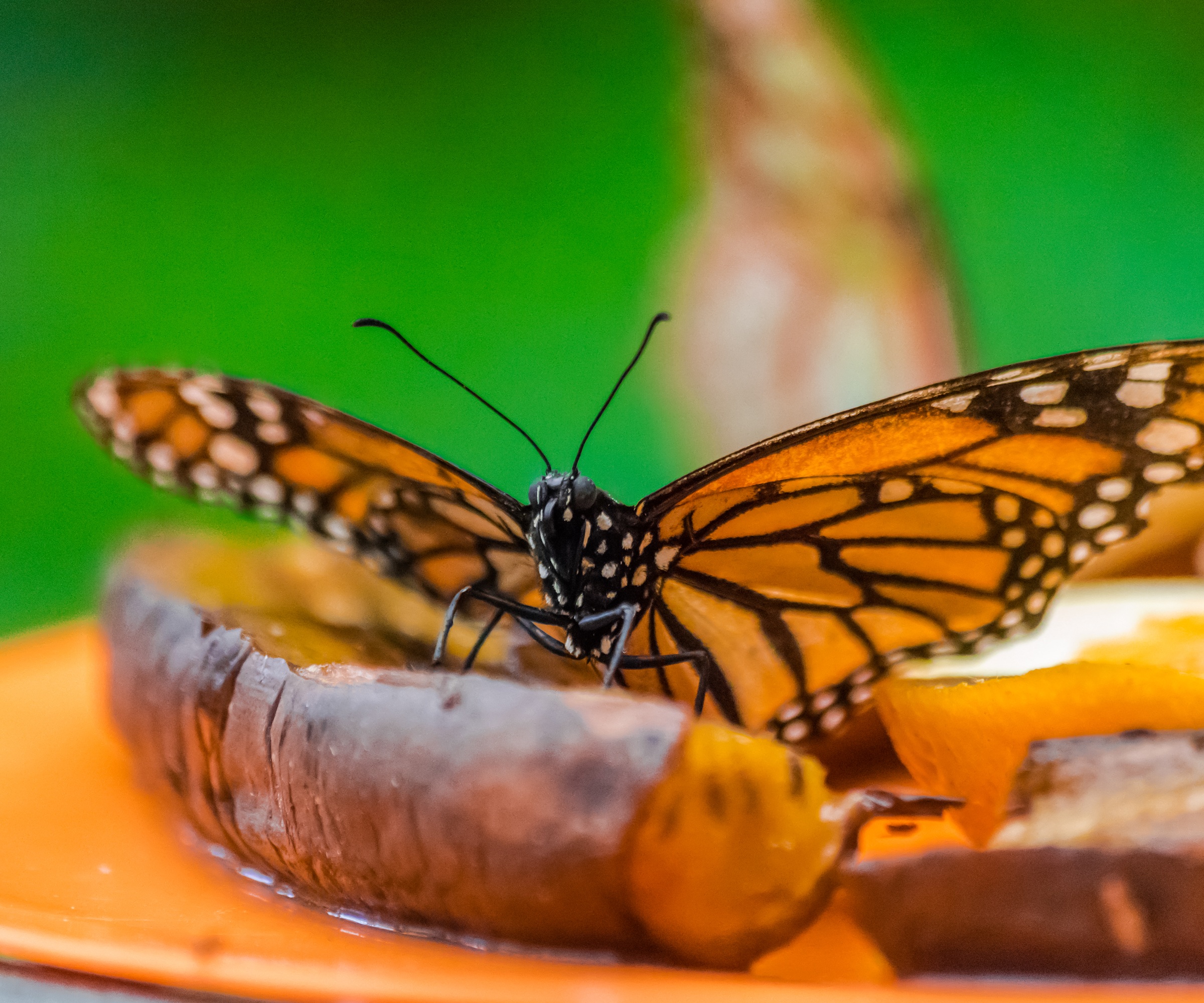 Monarch butterfly feeding on fruit platter