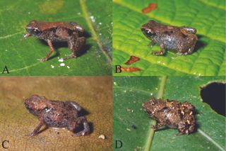 tiny frogs, Paedophryne genus, species from new guinea, miniaturized species, 