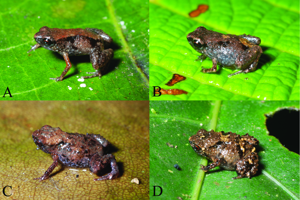 Pea-sized frog rates among world's tiniest
