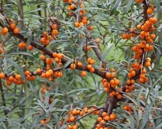 Common sea buckthorn (Hippophae rhamnoides). Known also as Seaberry.