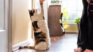 Cat standing up on hind legs taking treat
