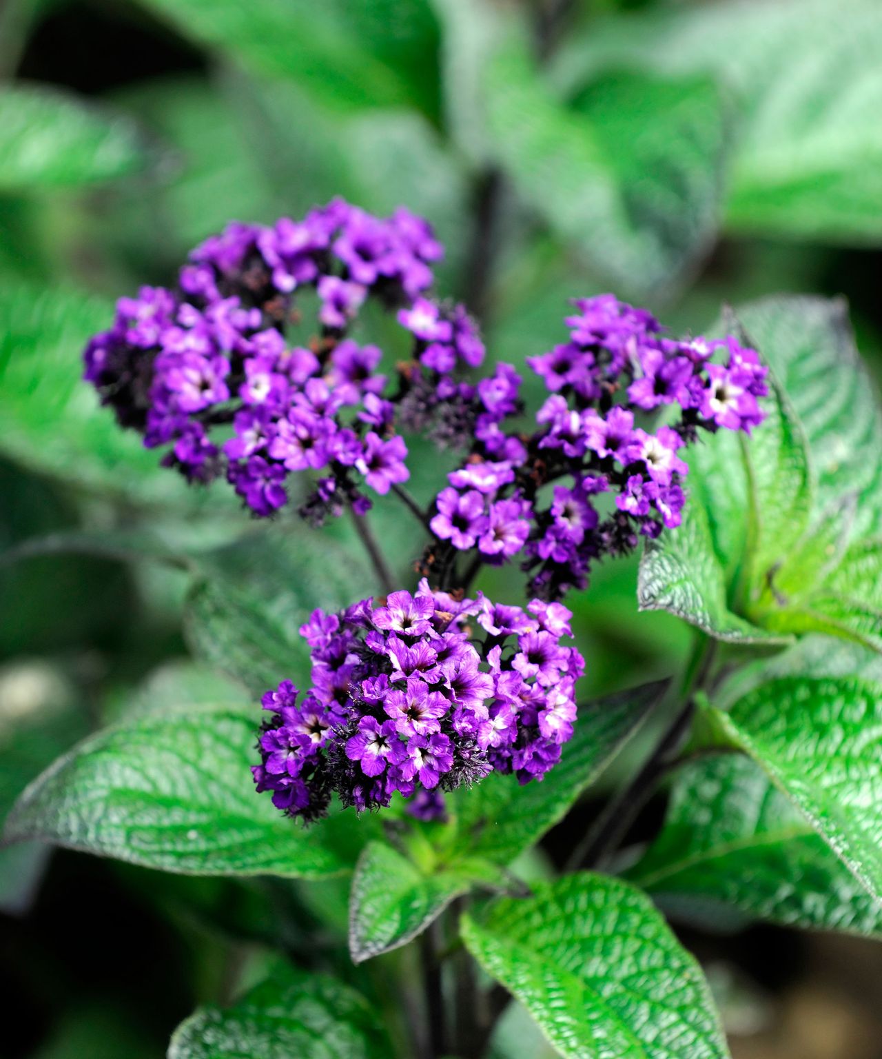 Best patio plants 21 picks for yearround color and style GardeningEtc