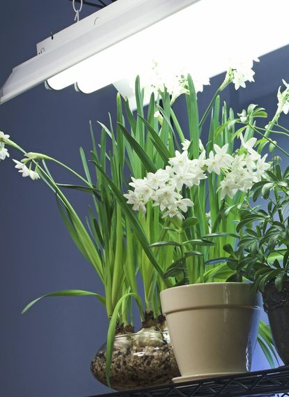 Indoor Potted Plants Under Fluorescent Light